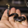 Aphid Studio – Northern King Cobra (Licensed) - Photo 2 | TopGKStore
