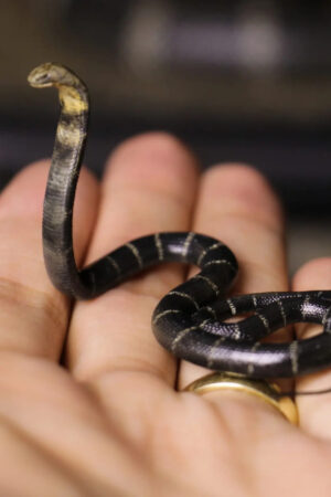 Aphid Studio – Northern King Cobra (Licensed) - Photo 2 | TopGKStore