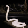 Aphid Studio – Northern King Cobra (Licensed) - Photo 4 | TopGKStore