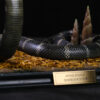 Aphid Studio – Northern King Cobra (Licensed) - Photo 7 | TopGKStore