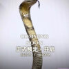 Snakegorge – King Cobra (Licensed) - Photo 5 | TopGKStore