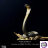 Snakegorge – King Cobra (Licensed) - Photo 1 | TopGKStore