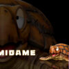 C Studio – Dragon Ball Childhood Chapter Turtle - Photo 2 | TopGKStore