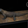 Aphid Studio – Komodo Dragon – Open Mouth Version Statue (Licensed) - Photo 1 | TopGKStore