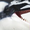 ReLife Studio – 1/10 WU Series 04 Orca X Common Bottlenose Dolphin (Licensed) - Photo 6 | TopGKStore