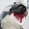 ReLife Studio – 1/10 WU Series 04 Orca X Common Bottlenose Dolphin (Licensed) - Photo 2 | TopGKStore