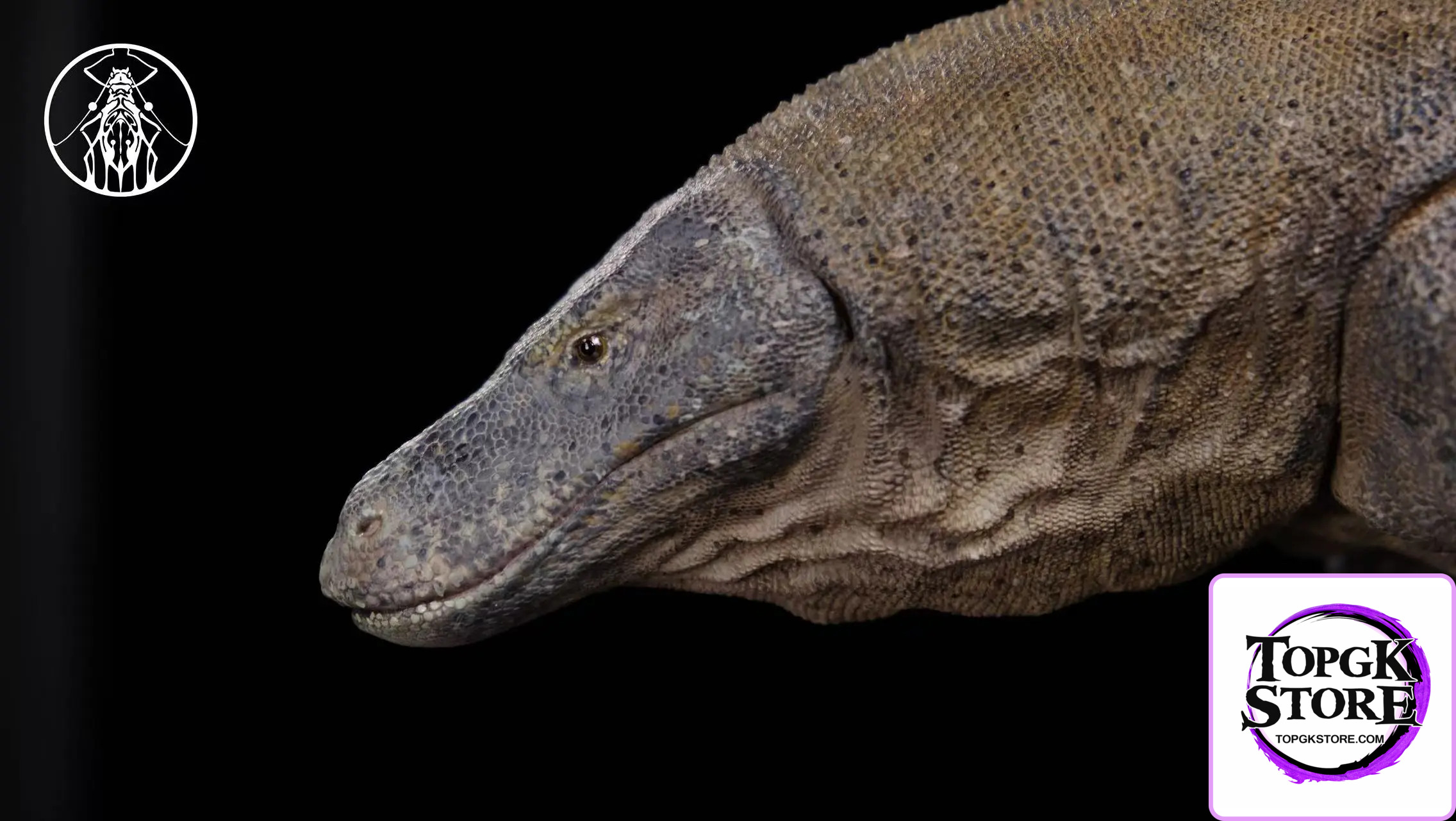 Aphid Studio – Komodo Dragon Model Series (Licensed) - Photo 7 | TopGKStore