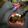 Dragon Frontier Studio – Monster Hunter White Fatalis Large Scale with LED Lighting - Photo 8 | TopGKStore