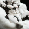 Tokyo Afterschool Summoners Horkeu Kamui Scale1/6 - Jiu Gong Studio - Photo 6 | TopGKStore
