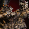 Lark Studio – Monster Hunter Deviljho - Photo 6 | TopGKStore