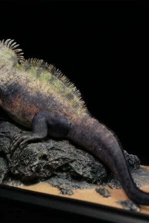 Aphid Studio – Planet Earth – Marine Iguana (Licensed) - Photo 2 | TopGKStore