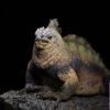 Aphid Studio – Planet Earth – Marine Iguana (Licensed) - Photo 1 | TopGKStore