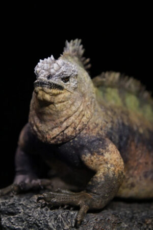 Aphid Studio – Planet Earth – Marine Iguana (Licensed) - Photo 1 | TopGKStore