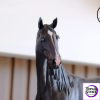 Aphid Studio - Akhal - Teke Horse Collector Statue (Licensed) - Photo 2 | TopGKStore