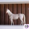 Aphid Studio - Akhal - Teke Horse Collector Statue (Licensed) - Photo 8 | TopGKStore
