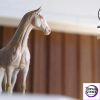 Aphid Studio - Akhal - Teke Horse Collector Statue (Licensed) - Photo 9 | TopGKStore