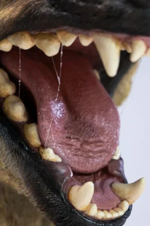 Alternative view of JXK – Hyena Head Statue Plus (Statue Aura Plus Series) – Pre-Order