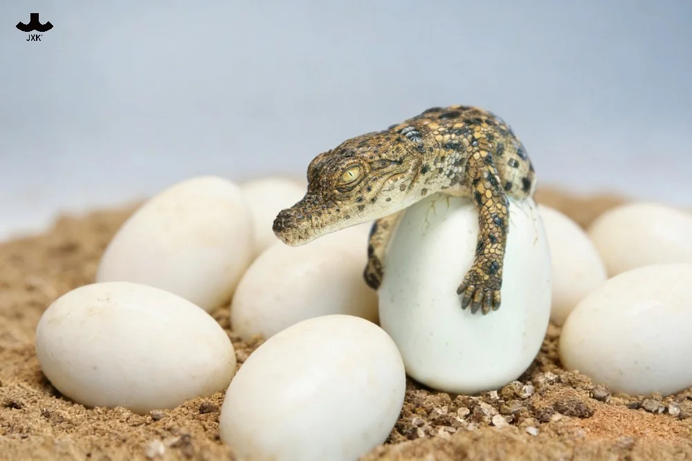 JXK – Hatchling Crocodile Statue (GK) – Pre-Order - Image 5
