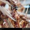 Attack on Titan-Declaration of War TOPGK Resin Statue ZaoHua Studio - Photo 9 | TopGKStore
