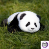 Chongker Panda Menglan 1.8kg Weighted Plush - Photo 4 | TopGKStore