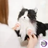 Chongker Tuxedo Cow Cat (Sitting Regular Edition) Plush Doll - Photo 3 | TopGKStore