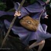 Swordsmen from Hell Studio – Schierke Berserk 1/6 Scale TOPGK Statue