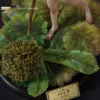 Orange Art Studio – Berserk Puck Ancient Spirits of Wind Statue