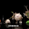 Wonder Studio Pokémon Mankey Primeape