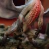 MH Studio Monster Hunter White Fatalis Statue