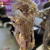 Deep Tale Studio – Alien INNER LIFE Series Giger's Alien 13 Scale Statue