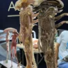 Deep Tale Studio – Alien INNER LIFE Series Giger's Alien 13 Scale Statue