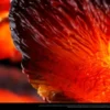Lark Studio – Dire Miralis Monster Hunter TOPGK Statue Limited Edition