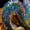 BlackFatalis Studio Monster Hunter Kulve Taroth