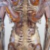 DeepTale – Alien H.R. Giger 13 Statue