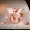 Dolls Castle Original Character Cream Mouse