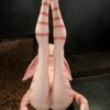 Dolls Castle Original Character Veloura