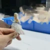 MAGA Studio Pokémon Lillie