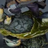 Sideshow Collectibles – DC Comics The Penguin TOPGK 1/4 Scale Premium Format Figure