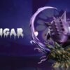 NTWO Studio Pokémon Gengar